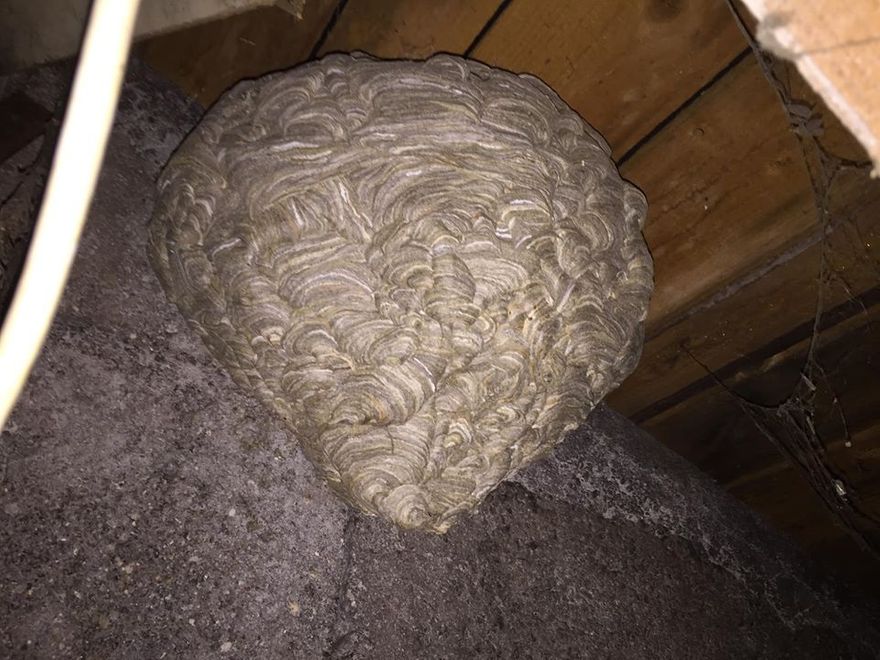 Un nid de guêpes sous toiture.